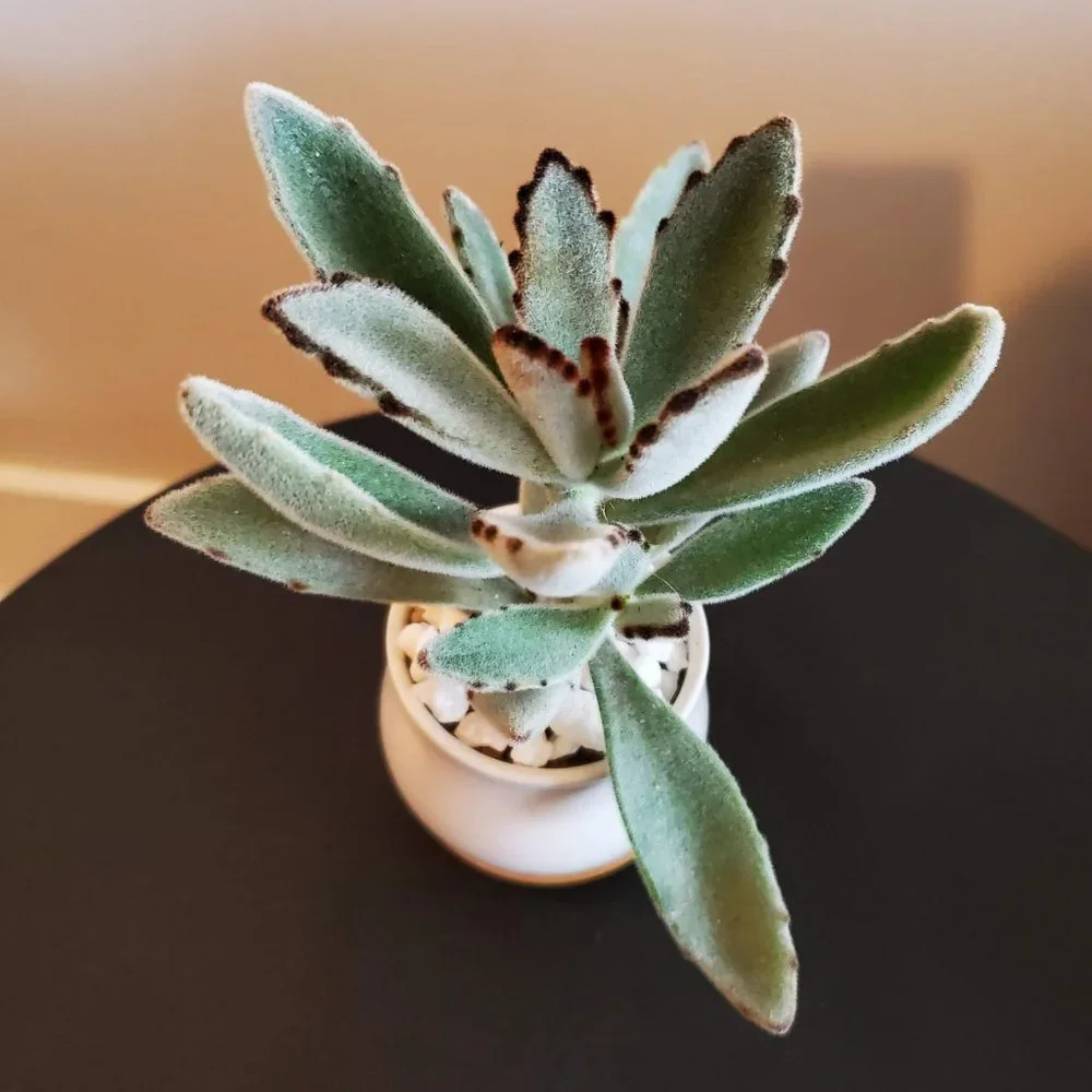 Panda Plant Fuzzy Succulent in White Ceramic Pot, Kalanchoe Tomentosa, Planter - Picture 6 of 6